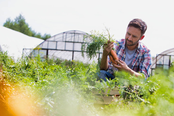 Portrait of smiling man harvesting carrots at farm - Photo, Image