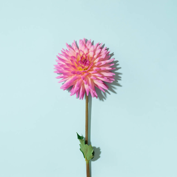 Pink dahlia flower on pastel blue background. Top view. Flat lay. Copy space. Creative minimalism still life. Floral design. - Foto, imagen
