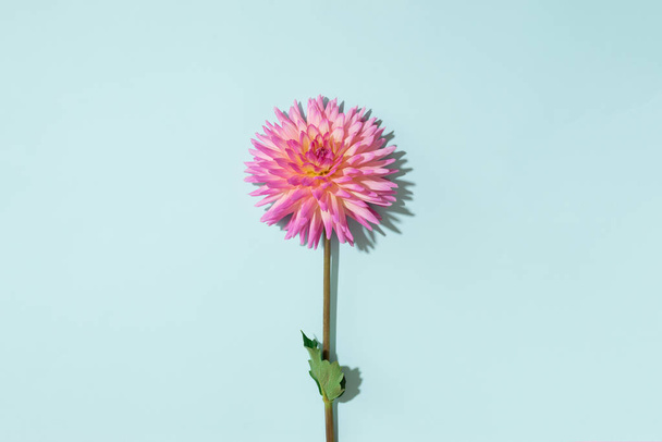 Pink dahlia flower on pastel blue background. Top view. Flat lay. Copy space. Creative minimalism still life. Floral design. - Foto, afbeelding