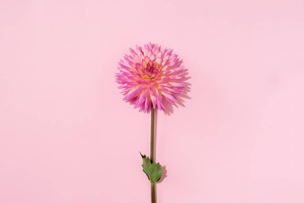 Pink dahlia flower on pastel background. Top view. Flat lay. Copy space. Creative minimalism still life. Floral design. - Foto, Imagen