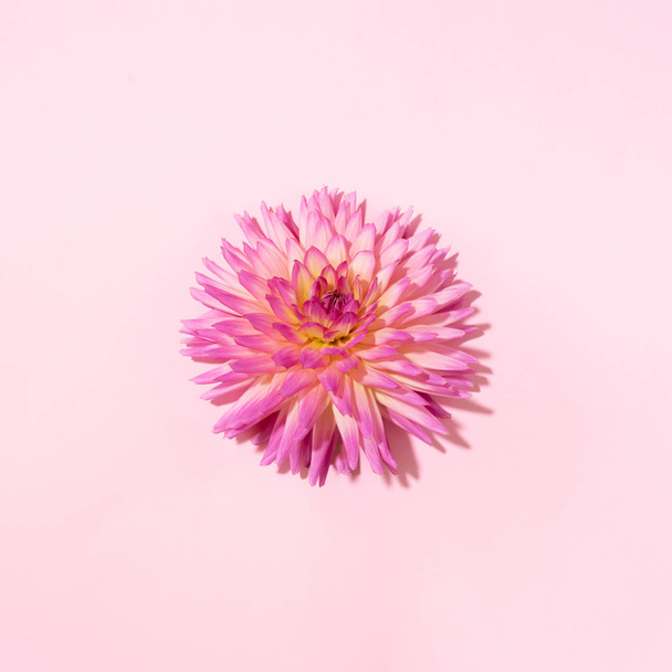Pink dahlia flower on pastel background. Top view. Flat lay. Copy space. Creative minimalism still life. Floral design. - Fotoğraf, Görsel