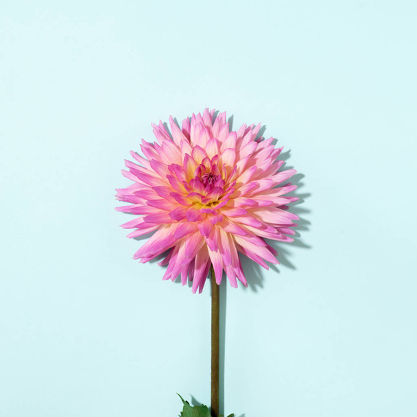 Pink dahlia flower on pastel blue background. Top view. Flat lay. Copy space. Creative minimalism still life. Floral design. - Фото, зображення