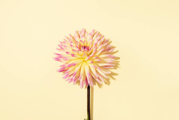Yellow dahlia flower on pastel background. Top view. Flat lay. Copy space. Creative minimalism still life. Floral design. - 写真・画像
