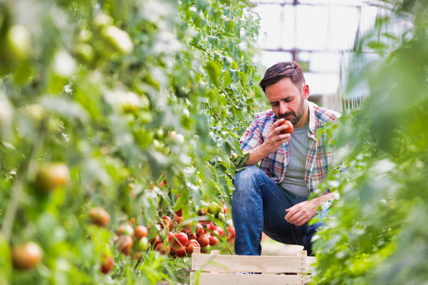 adult man harvesting tomatoes at farm - Zdjęcie, obraz