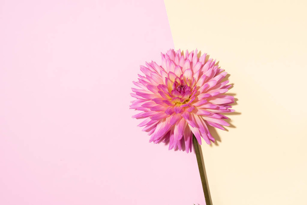 Pink dahlia flower on pastel yellow background. Top view. Flat lay. Copy space. Banner. Creative minimalism still life. Floral design. - Zdjęcie, obraz