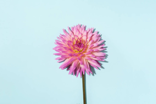 Pink dahlia flower on pastel blue background. Top view. Flat lay. Copy space. Creative minimalism still life. Floral design. - Fotografie, Obrázek