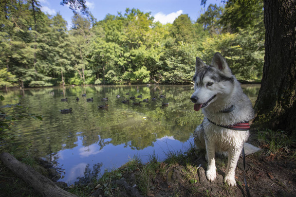 湖のそばに座っている美しい若いハスキー犬 - 写真・画像