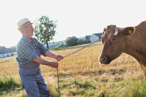 Portrait of senior farmer standing with cow on field at farm - Foto, afbeelding