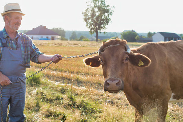 Portrait of senior farmer standing with cow on field at farm - Photo, image