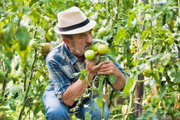farmer smelling fresh organic tomatoes at farm - Fotoğraf, Görsel