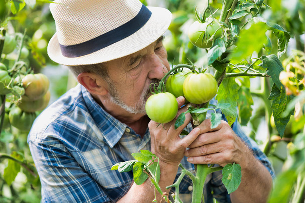 farmer smelling fresh organic tomatoes at farm - Foto, Bild