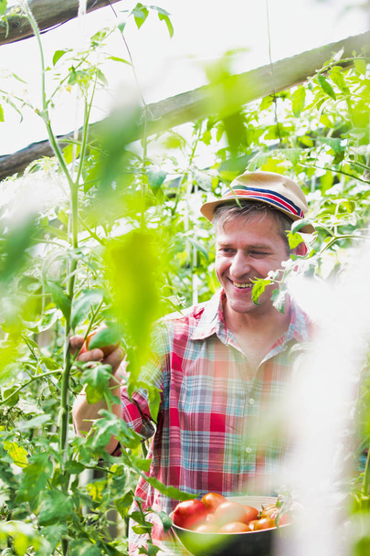 Mature farmer harvesting fresh organic tomatoes at farm - Foto, Bild