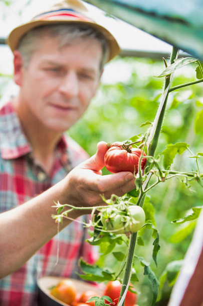 Mature farmer harvesting fresh organic tomatoes at farm - Foto, Imagem