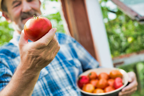 Closeup of farmer holding fresh tomato at farm - Photo, image