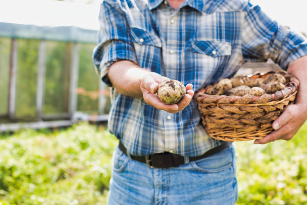 cropped image of farmer holding fresh potatoes at farm - Foto, afbeelding