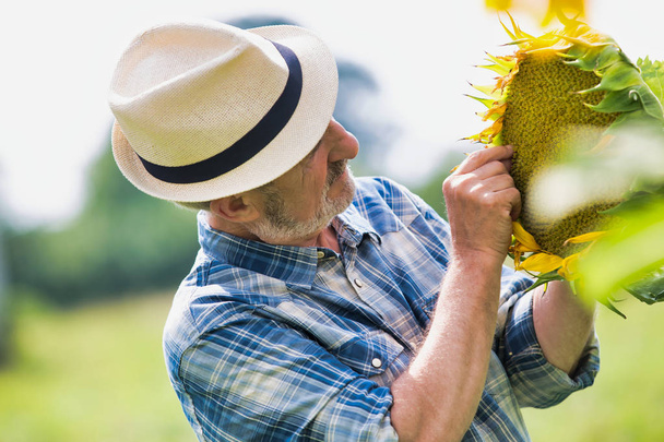 Smiling senior farmer looking at sunflower plant growing at field - Photo, image
