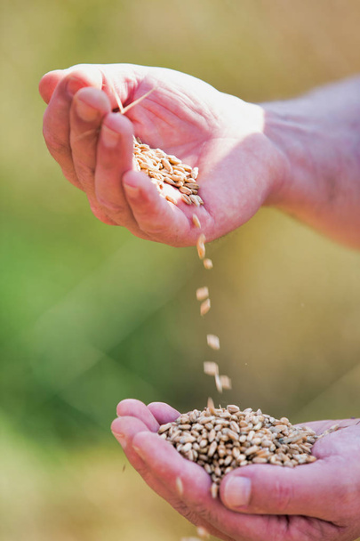 Cropped image of farmer holding grains at farm - Photo, image