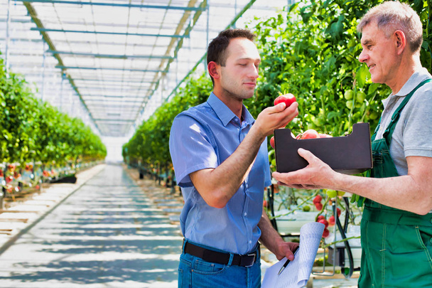 Supervisor and farmer examining tomatoes in crate at greenhouse - Фото, зображення