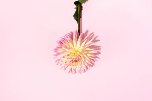 Pink dahlia flower on pastel yellow background. Top view. Flat lay. Copy space. Creative minimalism still life. Floral design. - Фото, зображення