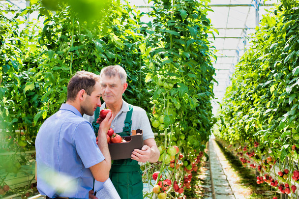 Supervisor and farmer examining tomatoes in crate at greenhouse - Foto, immagini