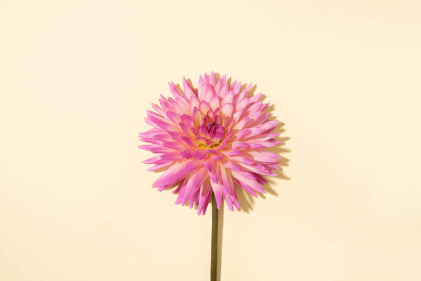 Pink dahlia flower on pastel yellow background. Top view. Flat lay. Copy space. Creative minimalism still life. Floral design. - Foto, imagen
