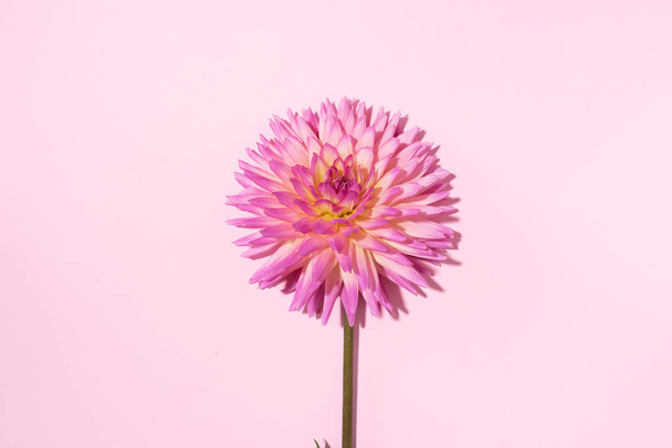 Pink dahlia flower on pastel background. Top view. Flat lay. Copy space. Creative minimalism still life. Floral design. - Foto, afbeelding