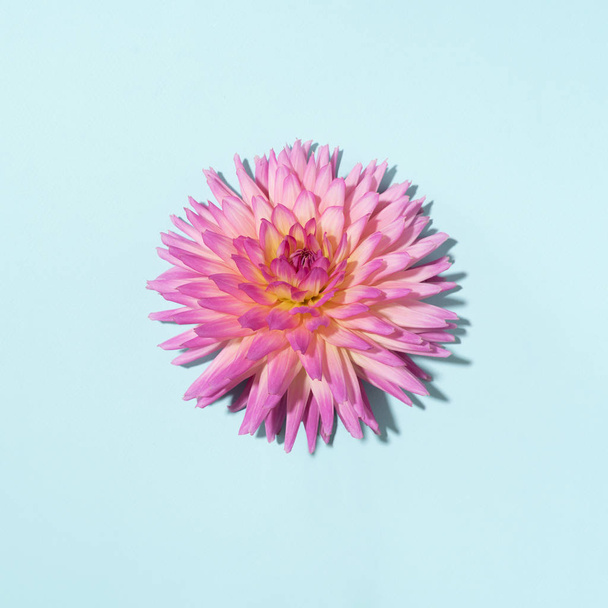 Pink dahlia flower on pastel blue background. Top view. Flat lay. Copy space. Creative minimalism still life. Floral design. - Foto, Bild