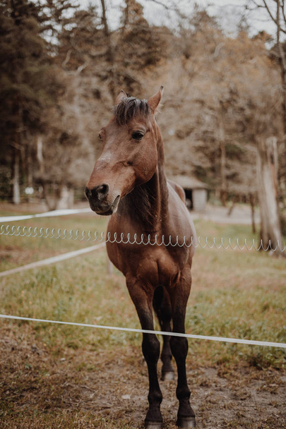 Καφέ άλογο που περιμένει σε ένα χωράφι - Φωτογραφία, εικόνα