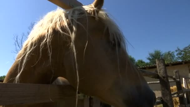 голова лошади, снятая снизу с солнцем в фоновом свете
 - Кадры, видео
