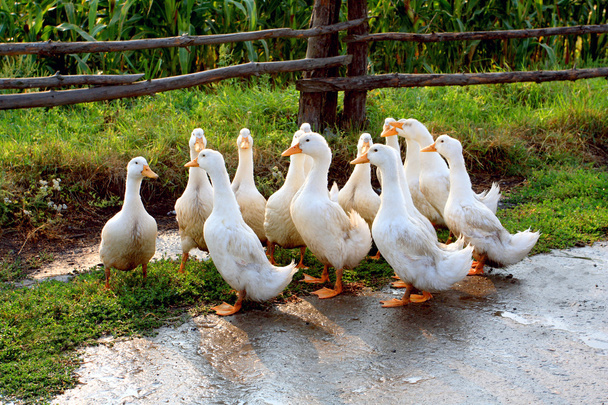 White goose on rural farm - Photo, Image