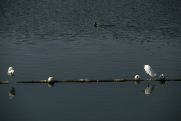 some water fowls dwell on the island in park. - Photo, Image