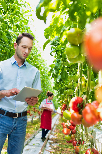 Supervisor with digital tablet examining tomatoes against farmer in greenhouse - Fotoğraf, Görsel