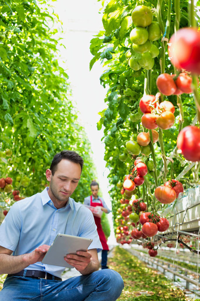 Kontrolleur mit digitalem Tablet untersucht Tomaten gegen Landwirt im Gewächshaus - Foto, Bild