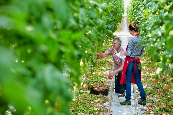 Farmers examining organic tomatoes by plants in greenhouse - Zdjęcie, obraz