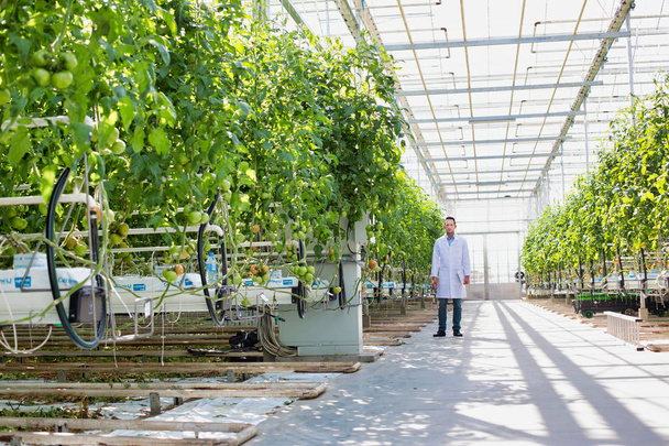 Científico en bata de laboratorio caminando en medio de plantas en invernadero
 - Foto, Imagen