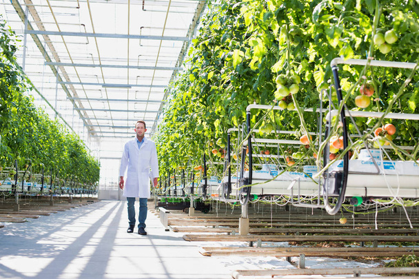 Scientist in lab coat walking amidst plants at greenhouse - Zdjęcie, obraz