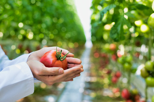 cropped image of scientist holding fresh organic tomato at greenhouse - Photo, Image