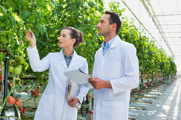 colleagues examining tomato plants at greenhouse - Foto, afbeelding