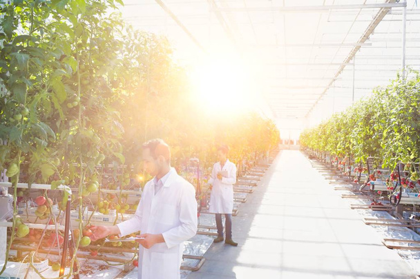 colleagues examining tomato plants at greenhouse - Фото, зображення