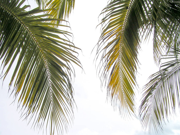 Kokospalmen. Inseln Südamerikas. Venezuela. Unvergessliche Emotionen auf einer Reise. - Foto, Bild