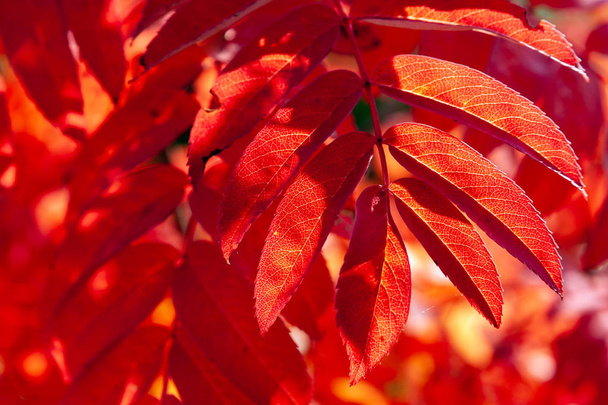 赤く染まったローワンの葉は、後ろの太陽に照らされた。自然なバックグ - 写真・画像