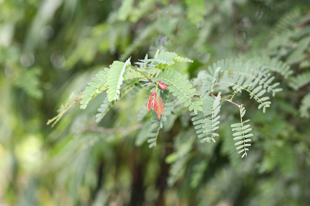 Baby Red liść Tamarind w przyrodzie na tle natury, skupić cen - Zdjęcie, obraz