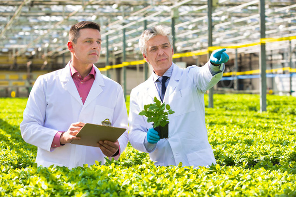 Mature male biochemists discussing over seedling in greenhouse - Photo, Image