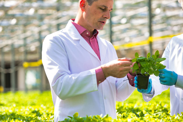 Confident mature male scientist examining herbs while standing in plant nursery - Photo, image