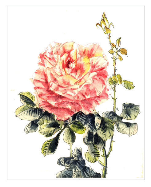 Flor de acuarela marginal
 - Foto, imagen