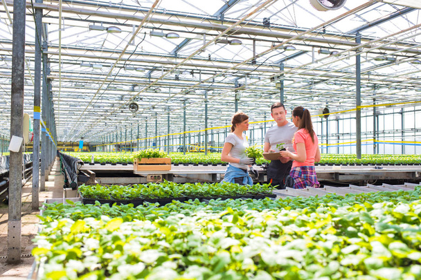 botanists discussing while standing amidst seedlings in greenhouse - Fotó, kép