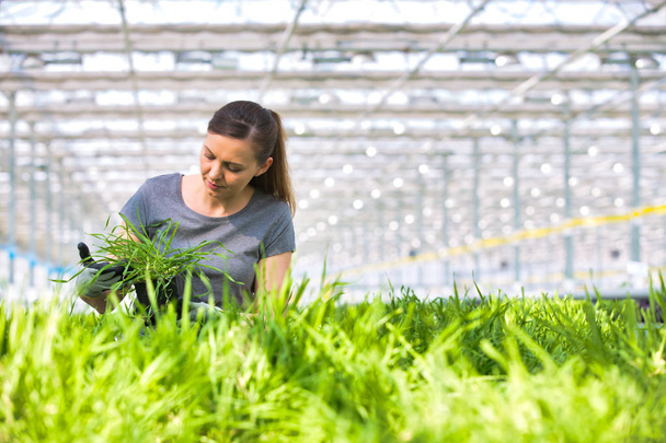 female botanist examining herb seedlings in plant nursery - 写真・画像