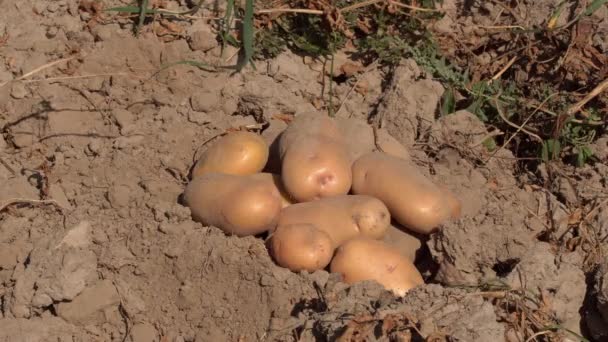Tarlada hasat edilen patatesLer Tarlada olgunlaşan ve daha fazla tüketim için hasat edilen patates yumruları - Video, Çekim