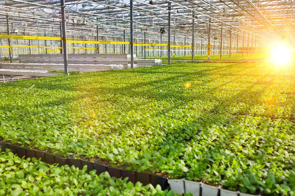 Green herbs growing in modern greenhouse - Foto, immagini