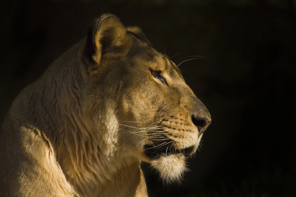 African Lioness closup - Photo, Image